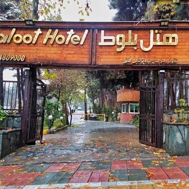 بلوط