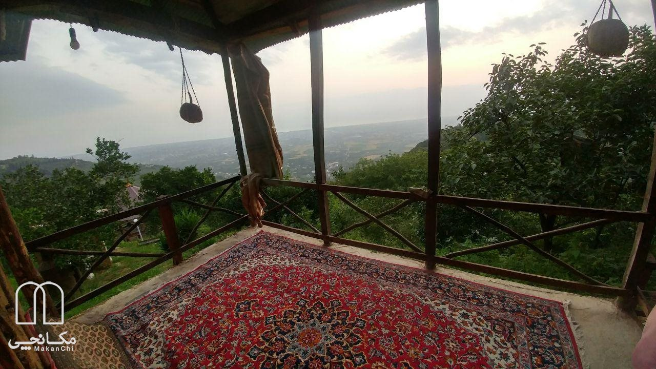 بلوط